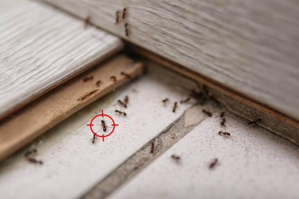 Professional Pest Control in Lake Cassidy, WA