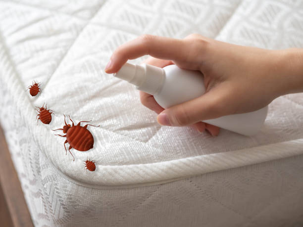 Best Wasp Removal Services  in Lake Cassidy, WA